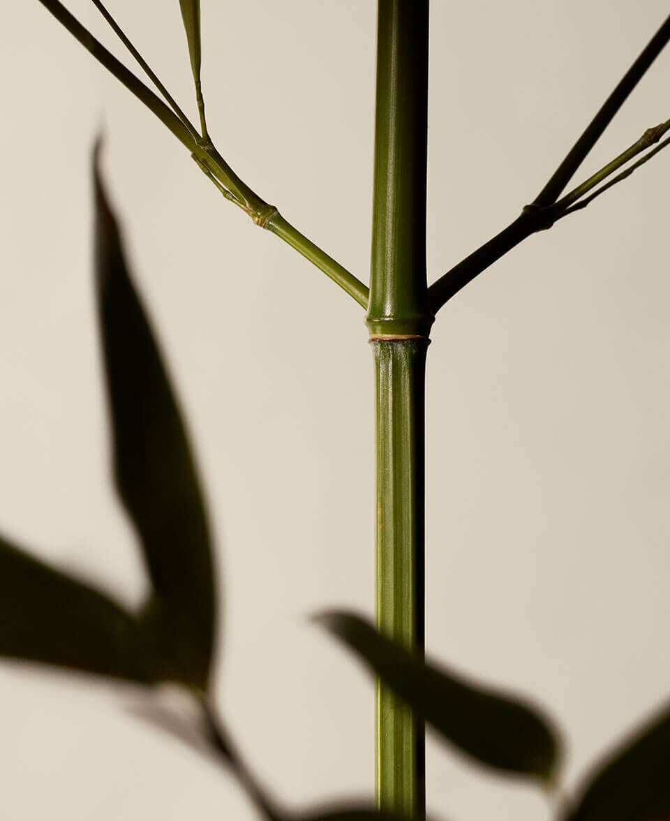 Citrus, Floral, Fresh Image
