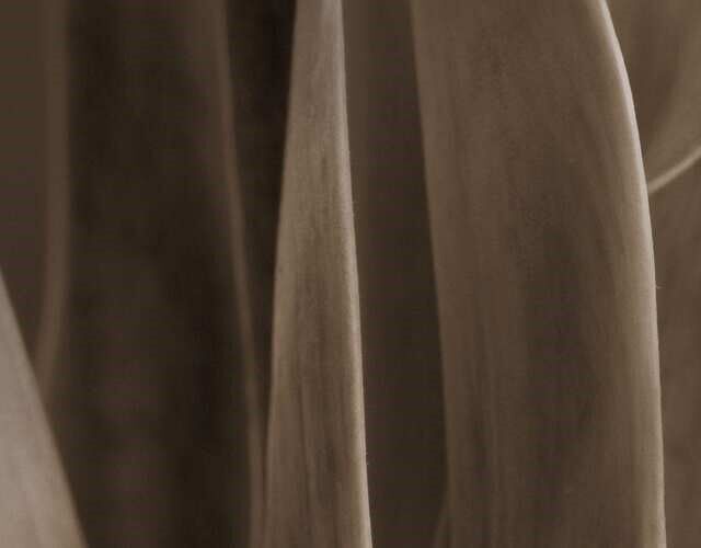 Woody Image